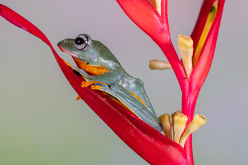 The green flying frog, small flying tree frog, Reinwardti's frog, Reinwardti's flying frog,...