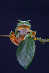 The green flying frog, small flying tree frog, Reinwardti's frog, Reinwardti's flying frog, Reinwardti's tree frog, Reinwardti's gliding frog, or black-webbed tree frog (Rhacophorus reinwardtii) is a 