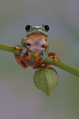 The green flying frog, small flying tree frog, Reinwardti's frog, Reinwardti's flying frog,...