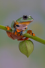 Fototapeta premium The green flying frog, small flying tree frog, Reinwardti's frog, Reinwardti's flying frog, Reinwardti's tree frog, Reinwardti's gliding frog, or black-webbed tree frog (Rhacophorus reinwardtii) is a 
