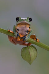 The green flying frog, small flying tree frog, Reinwardti's frog, Reinwardti's flying frog, Reinwardti's tree frog, Reinwardti's gliding frog, or black-webbed tree frog (Rhacophorus reinwardtii) is a 