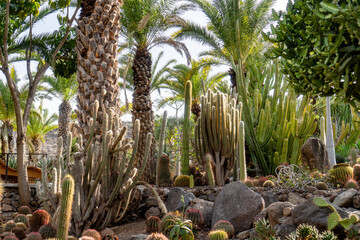 Fototapeta premium A lush green garden with many different types of cacti and palm trees