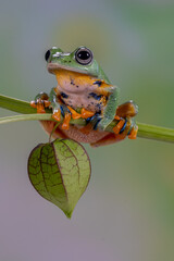 The green flying frog, small flying tree frog, Reinwardti's frog, Reinwardti's flying frog,...