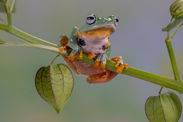The green flying frog, small flying tree frog, Reinwardti's frog, Reinwardti's flying frog,...