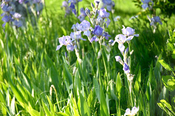 Iris pallida en fin de journée