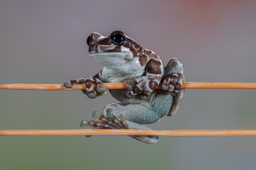 The Mission golden-eyed tree frog or Amazon milk frog (Trachycephalus resinifictrix) is a large species of arboreal frog native to the Amazon Rainforest in South America