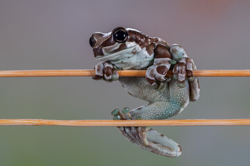 The Mission golden-eyed tree frog or Amazon milk frog (Trachycephalus resinifictrix) is a large species of arboreal frog native to the Amazon Rainforest in South America