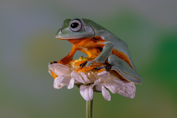The green flying frog, small flying tree frog, Reinwardti's frog, Reinwardti's flying frog, Reinwardti's tree frog, Reinwardti's gliding frog, or black-webbed tree frog (Rhacophorus reinwardtii) is a 
