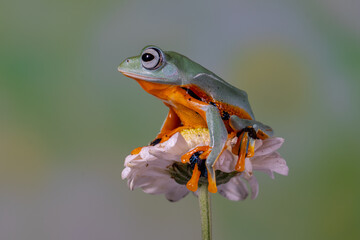 The green flying frog, small flying tree frog, Reinwardti's frog, Reinwardti's flying frog, Reinwardti's tree frog, Reinwardti's gliding frog, or black-webbed tree frog (Rhacophorus reinwardtii) is a 