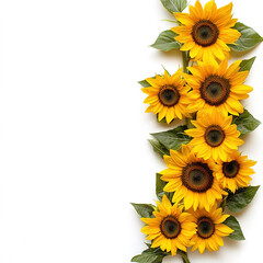Obraz premium sunflower border wallpaper isolated on white background