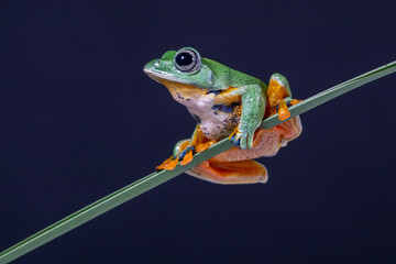 Naklejka premium The green flying frog, small flying tree frog, Reinwardti's frog, Reinwardti's flying frog, Reinwardti's tree frog, Reinwardti's gliding frog, or black-webbed tree frog (Rhacophorus reinwardtii) is a 