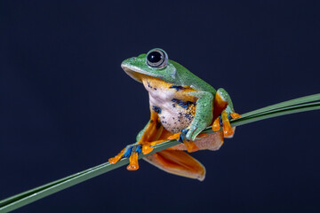 The green flying frog, small flying tree frog, Reinwardti's frog, Reinwardti's flying frog,...