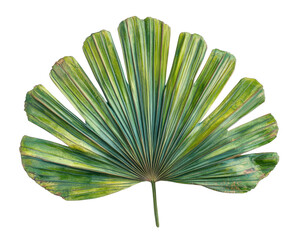 vibrant Amazonian palm leaf with intricate patterns and rich green hues, isolated on transparency background, showcasing its natural beauty and detailed texture