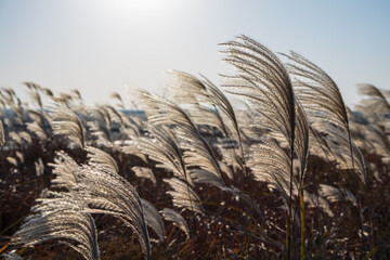 Close-up of reeds against the light.