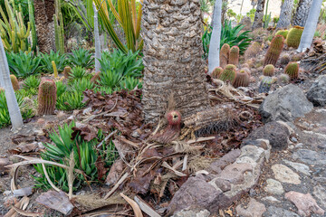 A tree with a hole in it is surrounded by plants