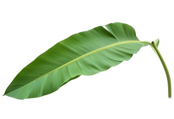 Obraz premium A large green banana leaf with distinct parallel lines and a curved shape
