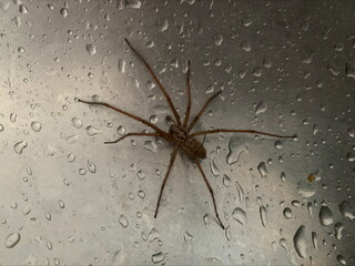 Spider in a sink