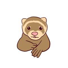 フェレット