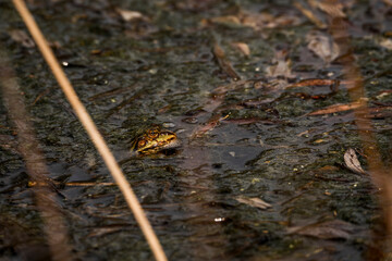 frog in dutch nature water wildlife