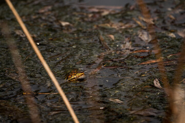 frog in dutch nature water wildlife
