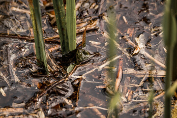 frog in dutch nature water wildlife