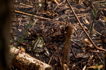 frog in dutch nature water wildlife