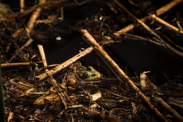 frog in dutch nature water wildlife