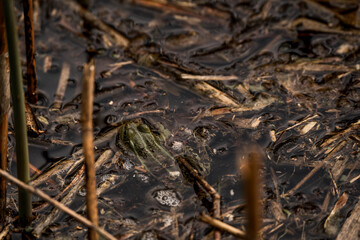 frog in dutch nature water wildlife