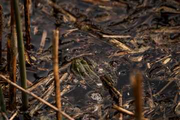 frog in dutch nature water wildlife