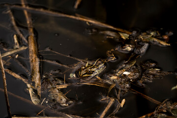 frog in dutch nature water wildlife