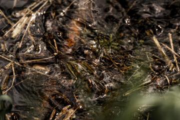 frog in dutch nature water wildlife