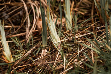 frog in dutch nature water wildlife