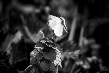 black and white butterfly