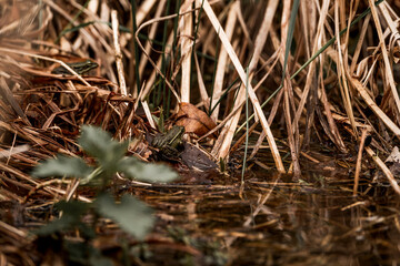 frog in dutch nature water wildlife