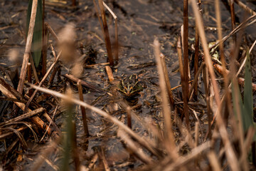 frog in dutch nature water wildlife