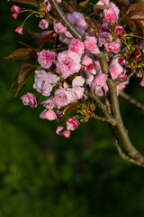 natural background with fresh pink cherry flowers outdoor spring garden