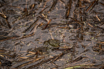 frog in dutch nature water wildlife