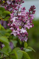 natural background with fresh aroma flowers outdoor lilac spring garden