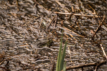 frog in dutch nature water wildlife