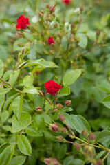 blooming small red rose on a green bush outdoor flowers