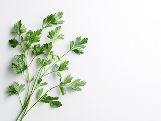 Obraz premium bunch of fresh parsley