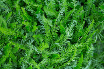 Green natural background with young yarrow plant leaves herbal
