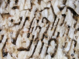 Macro photo of rock Graphic Granite / Graphic Pegmatite 7