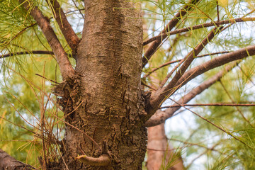 CloseUp Photo of a small, dense, small-stemmed evergreen tree trunk with green leaves,Thin green leaves on spruce branches and twigs, Fresh dew drops of Casuarina equisetifolia leaves