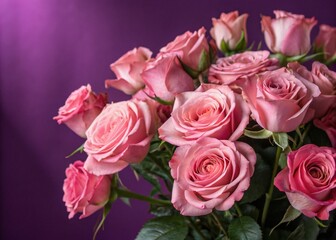 Blooming Pink Roses Frame on Purple Background - Elegant Floral Stock Photo