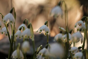 fiori di bucaneve nel bosco in inverno