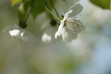 fiori di ciliegio in primavera