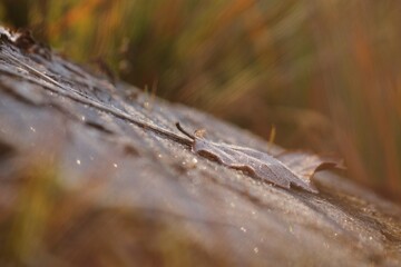 una foglia di quercia su un tronco d'albero coperta dalla brina in inverno