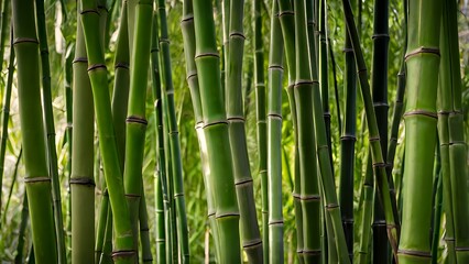 High-resolution photo of dense green bamboo stalks. Smooth textures and vibrant shades create a lush, symmetrical, and organic composition.