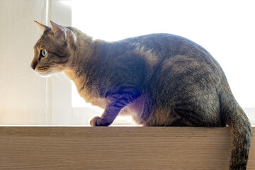 The cat is sitting on the windowsill in the backlight